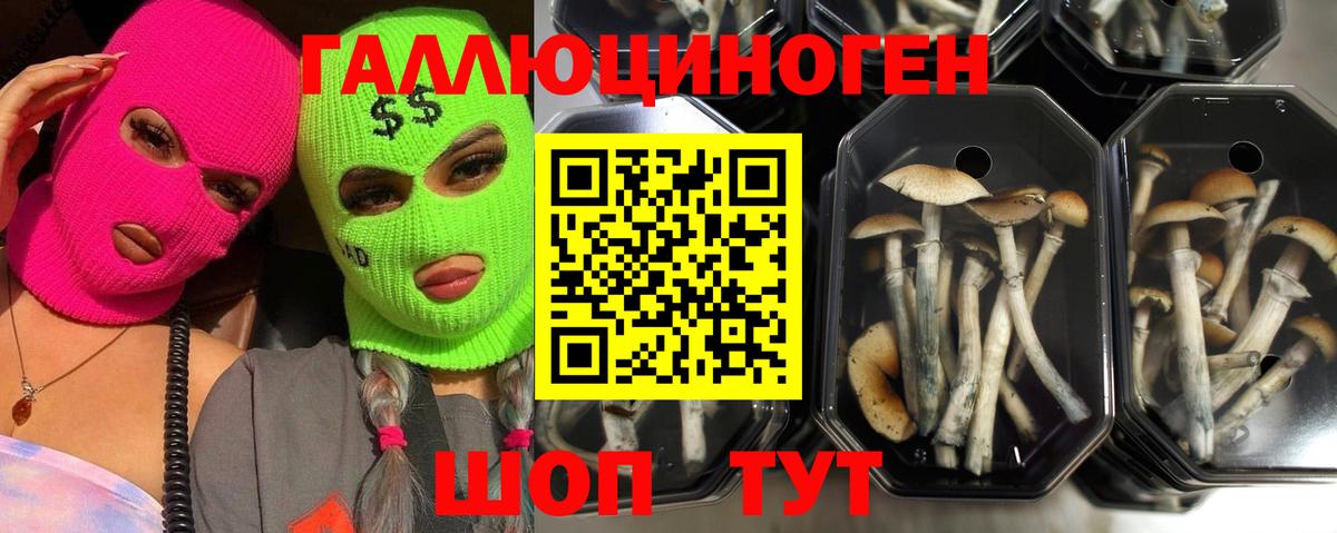 Печора  Псилоцибиновые грибы Psilocybine cubensis  Вход с VPN 